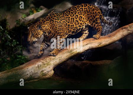 Jaguar in der Natur, wilde Katze im Lebensraum, Costa Rica. Jaguar in grüner Vegetation, Flussufer mit Felsen, versteckt im Baum. Jäger im Habitat Stockfoto