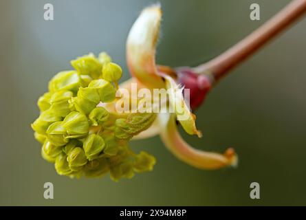 Ahornbäume frische grüne Knospen im Frühling Stockfoto