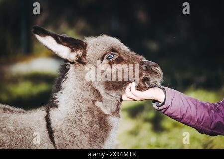 Porträt eines süßen kleinen grauen Anons auf einem Feld Stockfoto