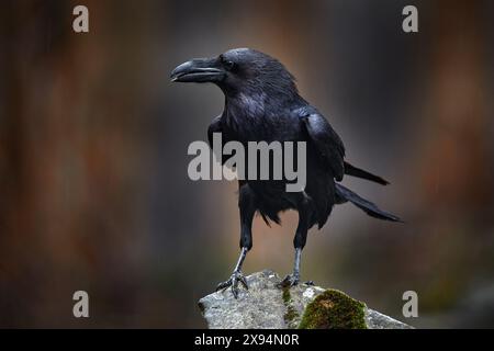 Rabe mit totem europäischen Hasen, Kadaver im Steinwald. Schwarzer Vogel mit Kopf auf der Forststraße. Tierverhalten, Fütterungsszene in Germa Stockfoto