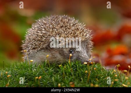 Herbstwild. Herbstliche Orangenblätter mit Igel. Europäischer Igel, Erinaceus europaeus, Foto mit Weitwinkel. Niedliches, lustiges Tier mit Schnipsen. Stockfoto