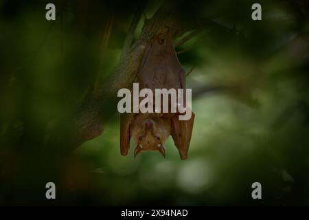 Peters Epomophorus crypturus, eine Art von Megabat, die auf dem Hausdach sitzt. Niedliche Fledermaus in der Natur Lebensraum, Okavango Delta in Stockfoto