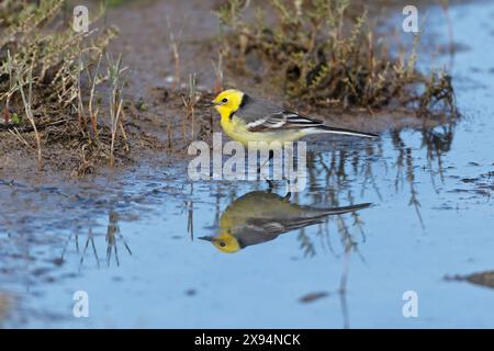 Citrine Wagtail (Motacilla citreola) männlich Lesbos Griechenland GR April 2011 Stockfoto