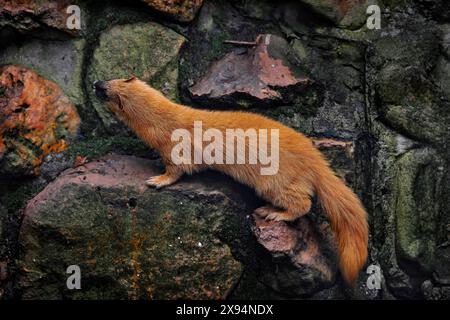 Sibirisches Wiesel, Mustela sibirica, Nerztier in der Steinmauer. Kolonok, orangenes Katzen-Tier im Lebensraum, Wildtiere Natur, dunkler Abend in der Nähe des Stockfoto