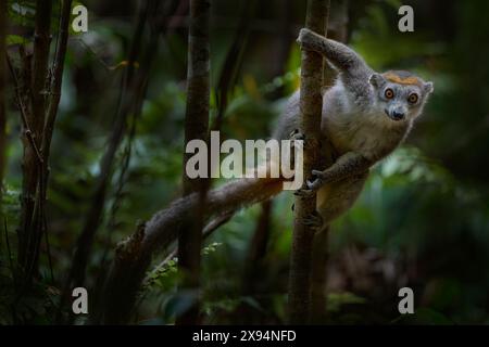 Madagaskar Wald. Eulemur coronatus, gekrönter Lemur, Akanin’ ny nofy, kleiner Affe im Naturraum Madagaskar. Lemuren in der Waldnatur. Stockfoto