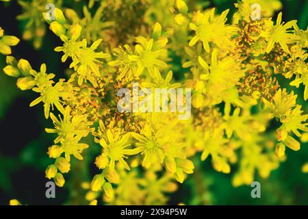 Nahaufnahme von kleinen gelben Blüten Stockfoto