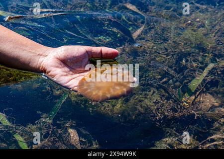 Nicht giftige Quallen, Grande Santa Cruz Island, Zamboanga, Mindanao, Philippinen, Südostasien, Asien Stockfoto