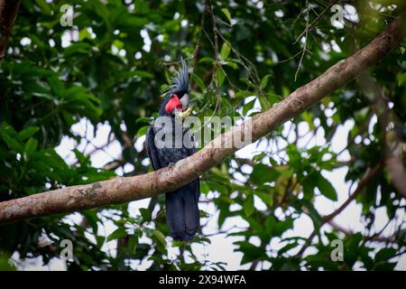 Palmkakatoo (Probosciger aterrimus), der eine Frucht isst, auch bekannt als goliath-Kakatoo oder großer schwarzer Kakatoo, Raja Ampat Stockfoto