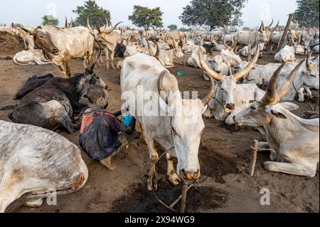 Junge, der eine Kuh melkt, Mundari-Stamm, Südsudan, Afrika Stockfoto