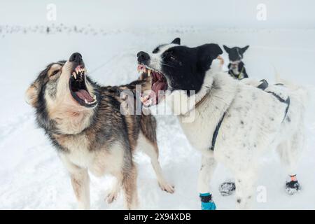 Action-Aufnahme von zwei Schlittenhunden, einem Husky und einer gemischten Rasse, die ihre Zähne zeigen und bellen, spielerische Aggressivität, im Schnee auf der arktischen Tundra. Hund sl Stockfoto