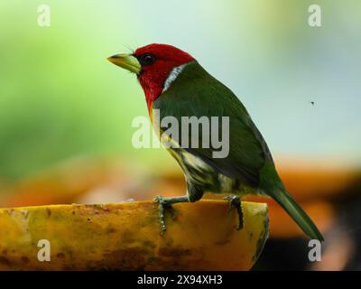 Rothaariger Barbet (Angry Bird), Costa Rica, Mittelamerika Stockfoto