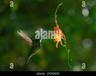 Ein Edelstein in den Bergen, Costa Rica, Mittelamerika Stockfoto