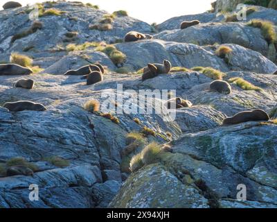 Seehunde sonnen sich auf einem Felsen an der Mündung des Doubtful Sound, Fiordland, Südinsel, Neuseeland, Pazifik Stockfoto