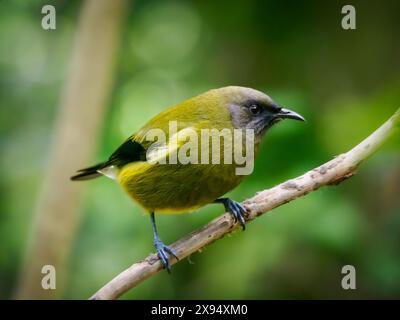 Ein Glockenvogel, einer der melodischsten einheimischen Singvögel Neuseelands, auf der Tiritiri Matangi Schutzinsel, Hauraki Gulf, Nordinsel, Neuseeland Stockfoto