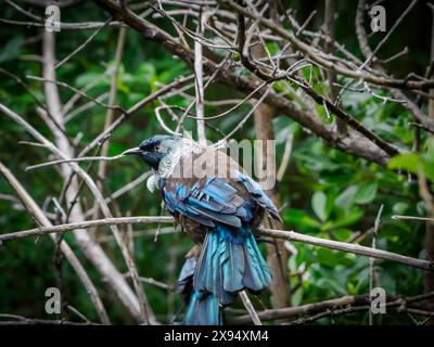 Die tui, ein wunderschöner vogel, der sich wie ein Spottvogel anfühlt, im Tiritiri Matangi Island Sanctuary, Hauraki Gulf, Nordinsel, Neuseeland, Pazifik Stockfoto