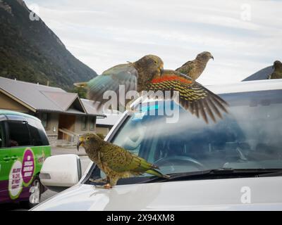 Mehrere kea, ein großer Alpenpapagei, kauen am Auto in Arthur's Pass, Canterbury Region, Südinsel, Neuseeland, Pazifik Stockfoto