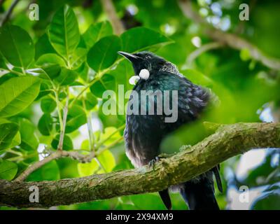 Die tui, ein wunderschöner vogel, der sich wie ein Spottvogel anfühlt, im Tiritiri Matangi Island Sanctuary, Hauraki Gulf, Nordinsel, Neuseeland, Pazifik Stockfoto