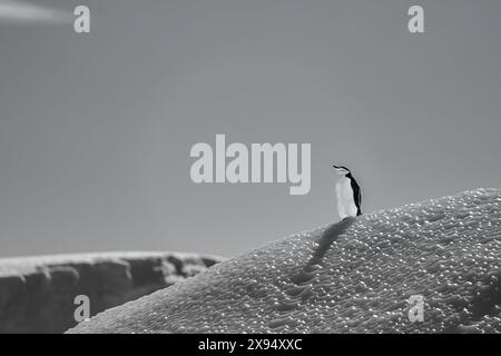 Ein Kinnspinguin (Pygoscelis antarcticus), der auf einem Eisberg auf der Antarktischen Halbinsel, Polarregionen, steht Stockfoto