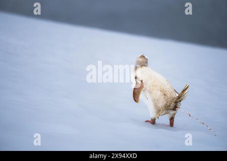 Ein Gentoo-Pinguin (Pygoscelis papua) mit einer seltenen Erkrankung, Leuzismus, auf der Antarktischen Halbinsel, Polarregionen Stockfoto