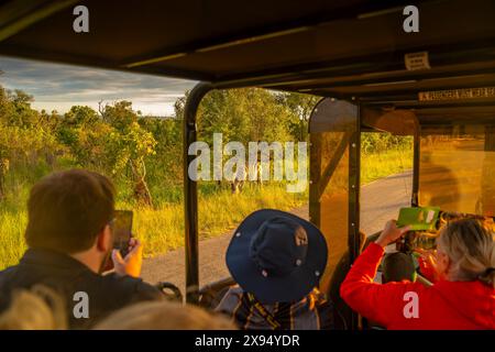 Blick auf Touristen, die Zebra auf einer Pirschfahrt im Kruger-Nationalpark, Südafrika, Afrika fotografieren Stockfoto