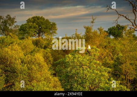 Blick auf den Afrikanischen Fischadler auf einer Pirschfahrt im Kruger-Nationalpark, Südafrika, Afrika Stockfoto