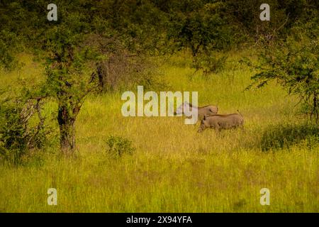 Blick auf Warzenschweine in ihrem natürlichen Lebensraum auf einer Pirschfahrt im Kruger-Nationalpark, Südafrika, Afrika Stockfoto