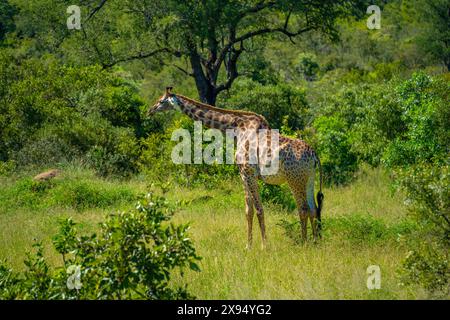 Blick auf die Südliche Giraffe (Giraffa camelopardalis giraffa) auf einer Pirschfahrt im Kruger-Nationalpark, Südafrika, Afrika Stockfoto