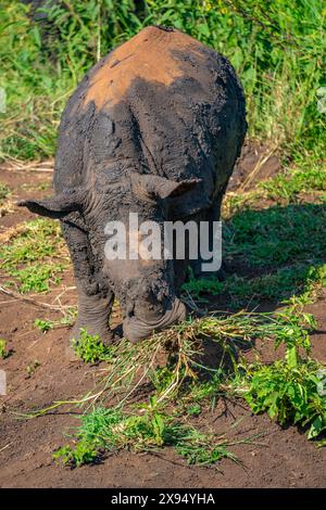 Blick auf weißes Nashorn im Hluhluwe-Imfolozi Park (Umfolozi), dem ältesten Naturschutzgebiet in Afrika, Provinz KwaZulu-Natal, Südafrika, Afrika Stockfoto