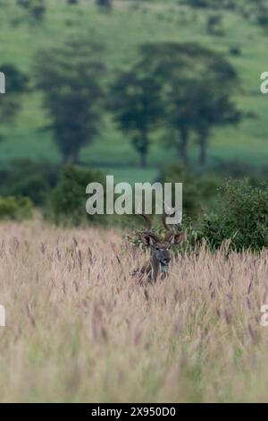 Kleiner Kudu (Tragelaphus imberbis), Tsavo, Kenia. Stockfoto