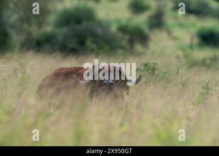 Kapbüffel (Syncerus Caffer), Tsavo, Kenia. Stockfoto