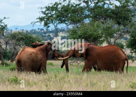 Zwei afrikanische Männchen (Loxodonta africana) Sparring, Tsavo, Kenia. Stockfoto