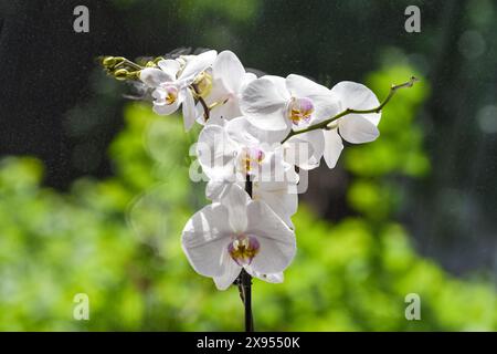 Weiße Orchideenblume im Spiegelbild eines Fensters auf der Fensterbank Stockfoto