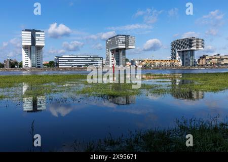 Blick von den Auen im Bezirk Deutz zum Rheinauhafen mit den Kranhaeusern, Hochwasser, Köln, Deutschland. 23. Mai 2024 Blick von den Poller Stockfoto