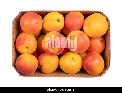 Frische Aprikosen in einem Papppunnet. Steinfrüchte von Prunus armeniaca, ähnlich einem kleinen Pfirsich. Gelbe Früchte, rot an der Seite. Stockfoto