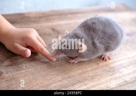 Nahaufnahme positives Kind, das mit lustiger grauer dekorativer Hausratte spielt, Rattus norvegicus domestica, Konzept alternativer Therapien mit Tieren Stockfoto