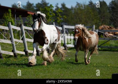 Zwei galoppierende Pferde, Pferdezucht, Pferde auf der Flucht. Stockfoto