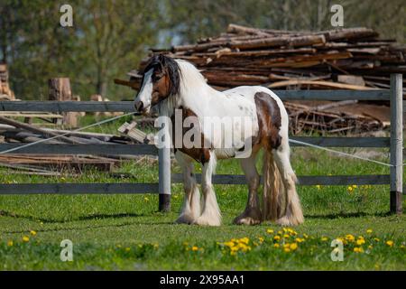 Schönes Pferd im Fahrerlager, Pferdezucht, Stockfoto