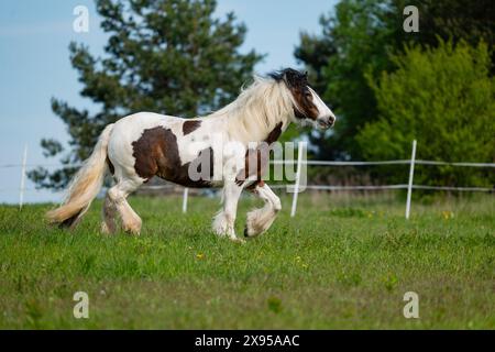 Schönes Pferd im Fahrerlager, Pferdezucht, Stockfoto
