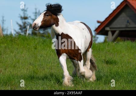Schönes Pferd im Fahrerlager, Pferdezucht, Stockfoto