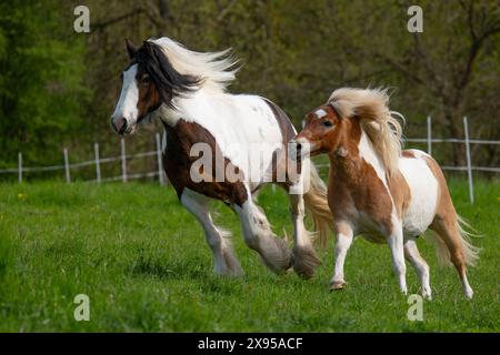 Zwei galoppierende Pferde, Pferdezucht, Pferde auf der Flucht. Stockfoto