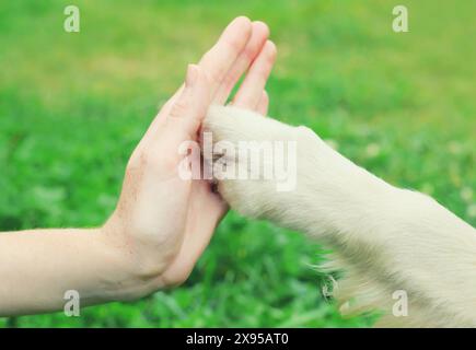 Golden Retriever Hundeschliffe gibt eine Pfote, um eine hohe fünf Besitzerin auf dem Gras zu halten, die im Sommerpark trainiert Stockfoto