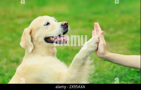 Golden Retriever Hundeschliffe gibt eine Pfote, um eine hohe fünf Besitzerin auf dem Gras zu halten, die im Sommerpark trainiert Stockfoto