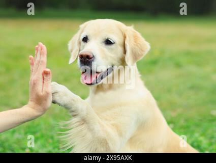 Golden Retriever Hundeschliffe gibt eine Pfote, um eine hohe fünf Besitzerin auf dem Gras zu halten, die im Sommerpark trainiert Stockfoto