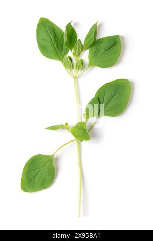 Ganzer frischer Oregano-Zweig, auch wilder Marjoram, Origanum vulgare genannt, von oben. Kulinarisches Kraut und ein Grundkraut der italienischen Küche. Stockfoto