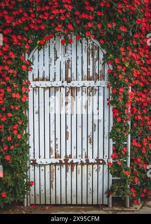 Weiße Holztür umgeben von roten Blumen. Weiße Tür im Bogendesign mit roten Blumen. Gartentor mit weißen Blumen. Stockfoto