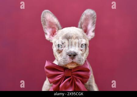 Porträt des jungen Lilac Brindle Französischen Bulldoghund Welpen mit burgunderrotem Band vor Studiohintergrund Stockfoto
