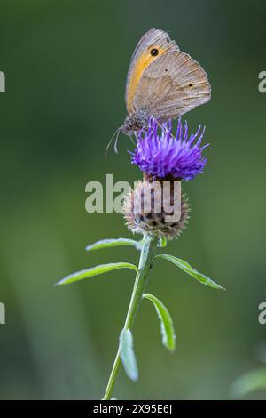 Grosses Ochsenauge (Maniola jurtina), Wiesenbraun, Tagfalter. Schmetterling, Edelfalter, Schmetterling, Insekt, Insekten, Makro, Makro, Stockfoto