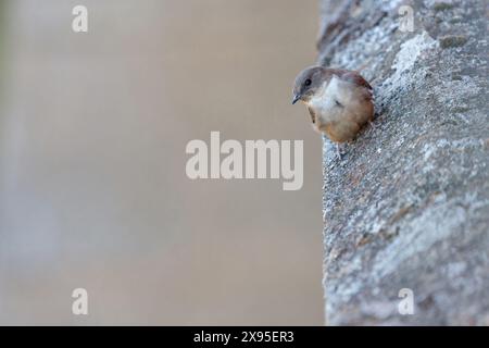 Felsenschwalbe, Crag Martin, Crag Martin, Crag Martin, Crag-Martin (Ptyonoprogne rupestris), Hirundo rupestris, Hirondelle de rochers, AviÛn Roq Stockfoto