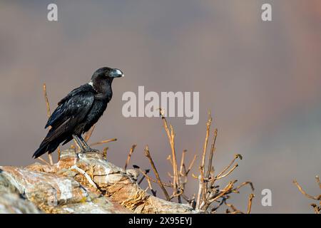 Geierrabe, afrikanischer Weisshalsrabe, Weisshalsrabe, (Corvus albicollis), Cuervo Cuelliblanco, Singvogelart, Rabenvögel, Stockfoto
