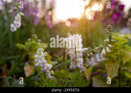 Nahaufnahme von weißen Lupinen, die auf Blumenbeeten im Frühlingsgarten bei Sonnenuntergang blühen. Blume wächst mit Fuchshandschuhen. Landschaftsgestaltung Stockfoto